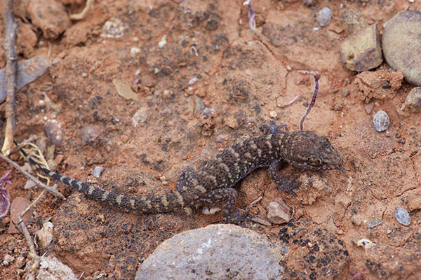 Bynoe’s Gecko (Heteronotia binoei)