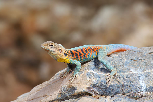 Red-barred Dragon (Ctenophorus vadnappa)