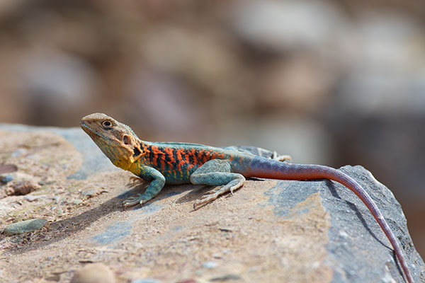 Red-barred Dragon (Ctenophorus vadnappa)