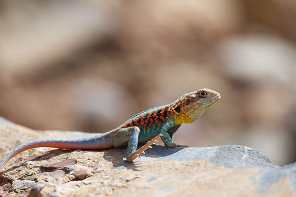 Red-barred Dragon (Ctenophorus vadnappa)