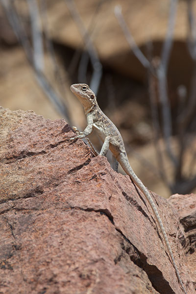 Red-barred Dragon (Ctenophorus vadnappa)