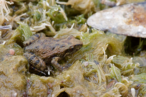 Northern Flinders Ranges Froglet (Crinia flindersensis)