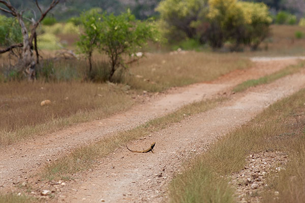 Central Bearded Dragon (Pogona vitticeps)