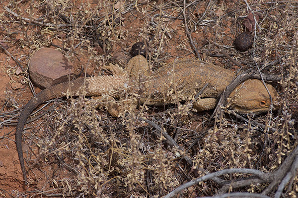 Central Bearded Dragon (Pogona vitticeps)