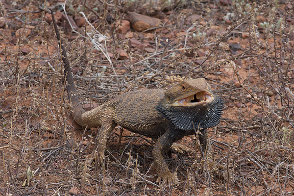 Central Bearded Dragon (Pogona vitticeps)