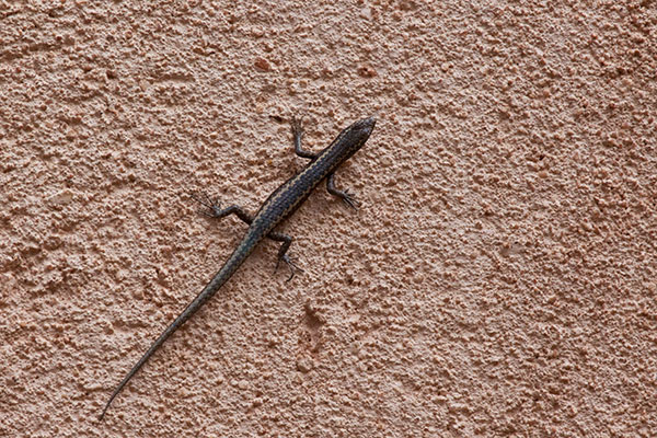 Ragged Snake-eyed Skink (Cryptoblepharus pannosus)