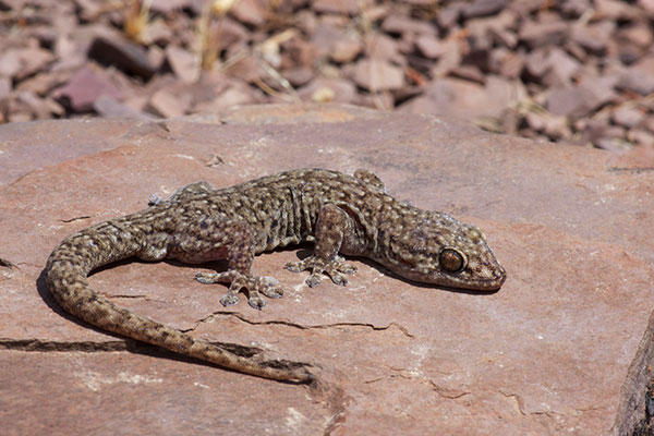 Southern Rock Dtella (Gehyra lazelli)