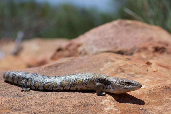 Eastern Blue-tongued Skink (Tiliqua scincoides scincoides)