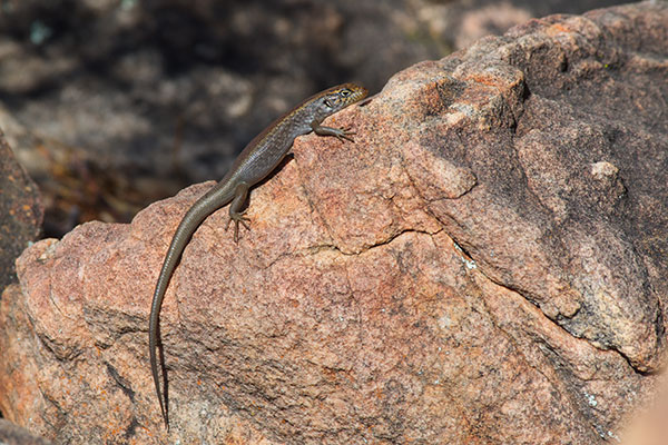 Centralian Ranges Rock-skink (Liopholis personata)