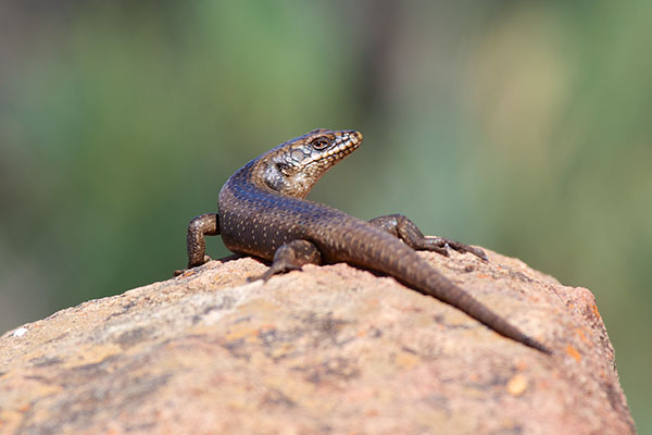 Tree Skink (Egernia striolata)