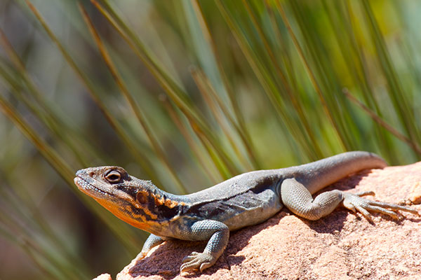 Swift Rock Dragon (Ctenophorus modestus)