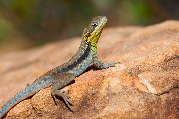 Swift Rock Dragon (Ctenophorus modestus)