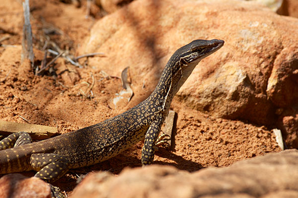 Gould’s Monitor (Varanus gouldii gouldii)