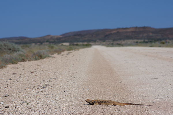 Central Bearded Dragon (Pogona vitticeps)