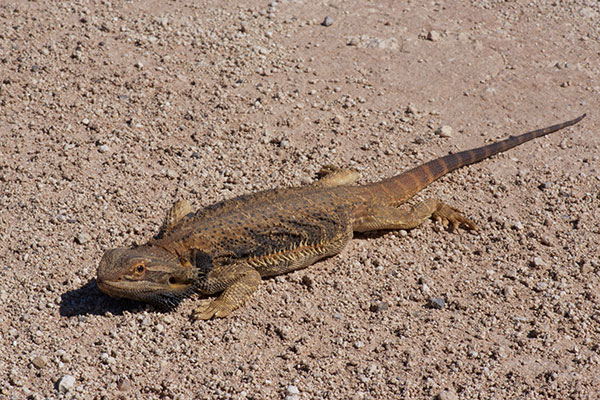 Central Bearded Dragon (Pogona vitticeps)