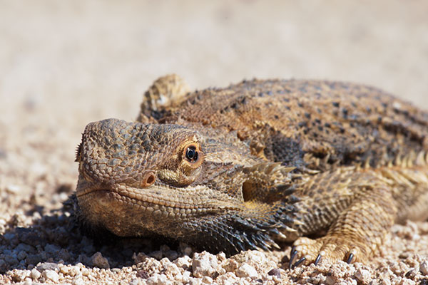 Central Bearded Dragon (Pogona vitticeps)