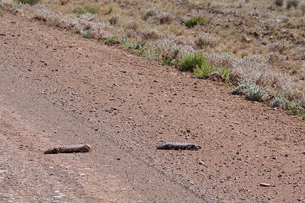 Eastern Shingleback (Tiliqua rugosa aspera)