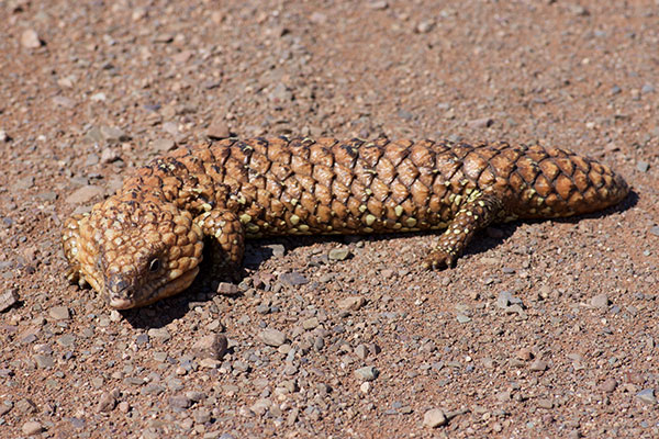 Eastern Shingleback (Tiliqua rugosa aspera)