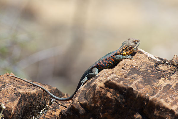 Red-barred Dragon (Ctenophorus vadnappa)