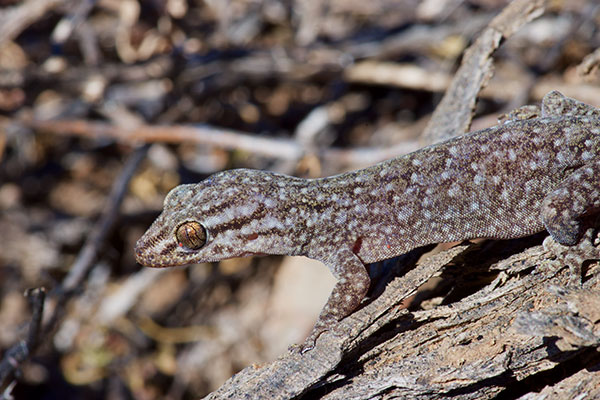 Southern Rock Dtella (Gehyra lazelli)