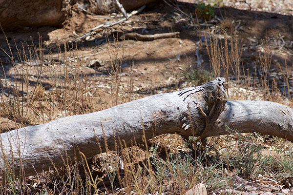 Central Bearded Dragon (Pogona vitticeps)