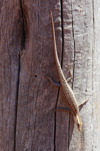 Inland Snake-eyed Skink (Cryptoblepharus australis)