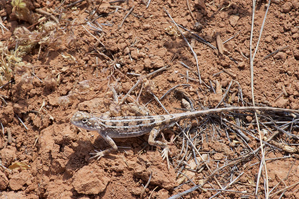 Eyrean Earless Dragon (Tympanocryptis tetraporophora)