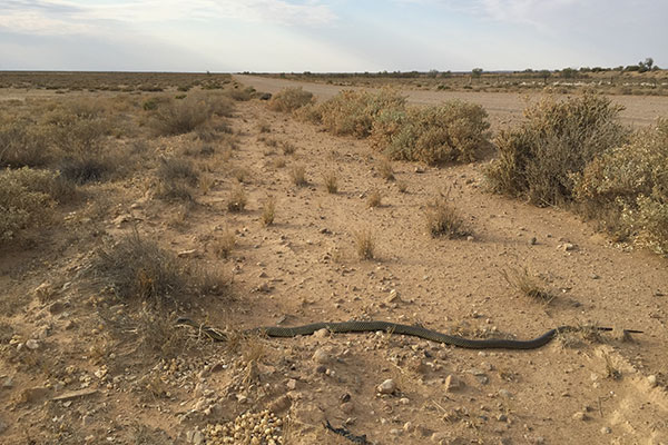 King Brown Snake (Pseudechis australis)