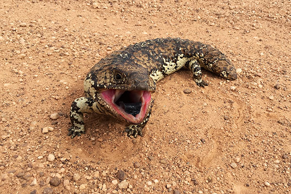 Eastern Shingleback (Tiliqua rugosa aspera)