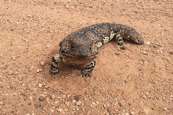 Eastern Shingleback (Tiliqua rugosa aspera)