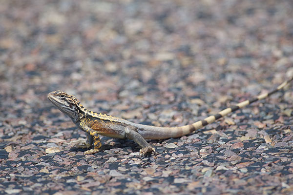 Crested Bicycle-dragon (Ctenophorus cristatus)