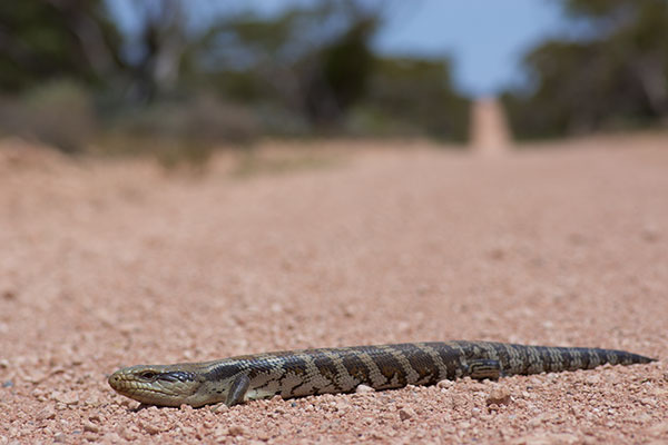 Eastern Blue-tongued Skink (Tiliqua scincoides scincoides)