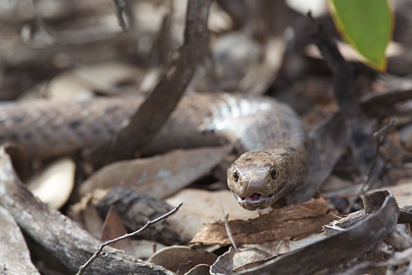 Mainland Dugite (Pseudonaja affinis affinis)