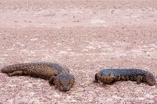 Eastern Shingleback (Tiliqua rugosa aspera)