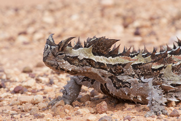 Thorny Devil (Moloch horridus)