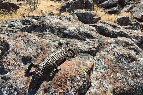 Eastern Shingleback (Tiliqua rugosa aspera)