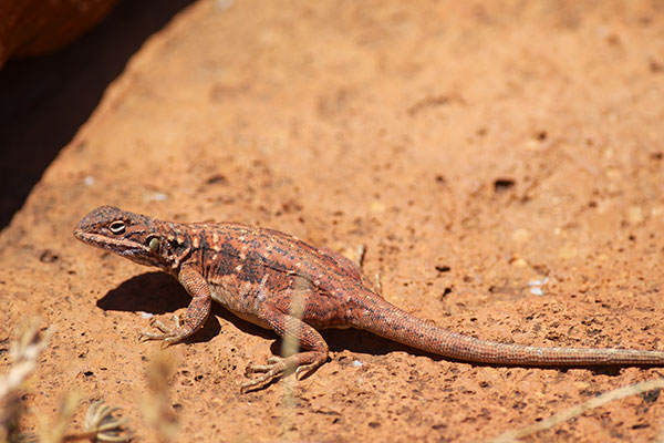 Peninsula Dragon (Ctenophorus fionni)