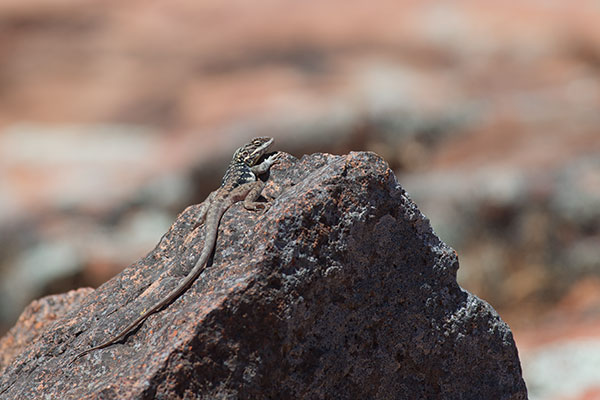 Peninsula Dragon (Ctenophorus fionni)