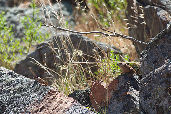 Eastern Gidgee Skink (Egernia stokesii zellingi)