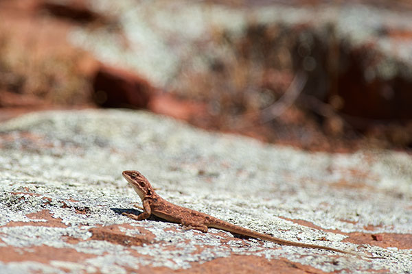 Peninsula Dragon (Ctenophorus fionni)