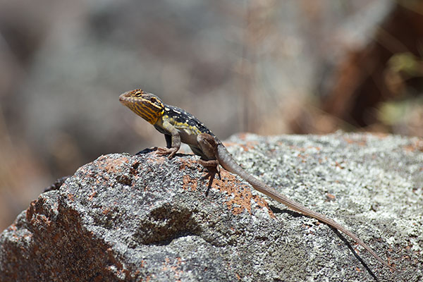 Peninsula Dragon (Ctenophorus fionni)