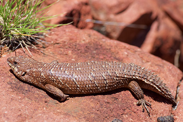 Eastern Gidgee Skink (Egernia stokesii zellingi)