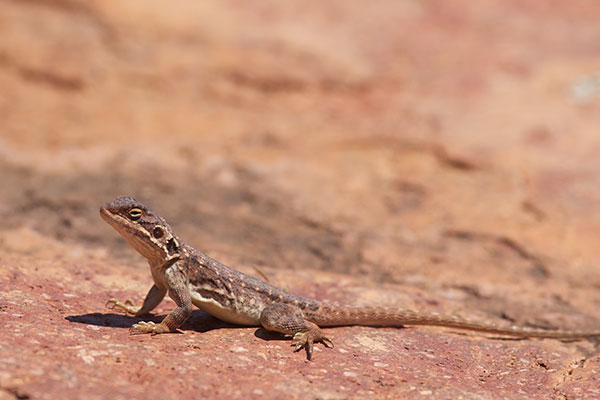 Peninsula Dragon (Ctenophorus fionni)