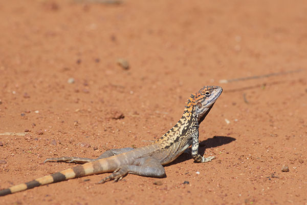 Crested Bicycle-dragon (Ctenophorus cristatus)