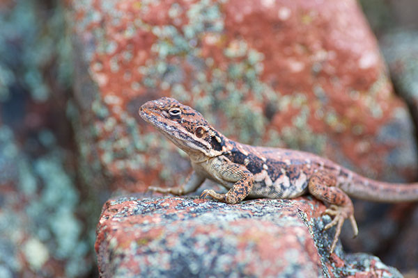 Peninsula Dragon (Ctenophorus fionni)