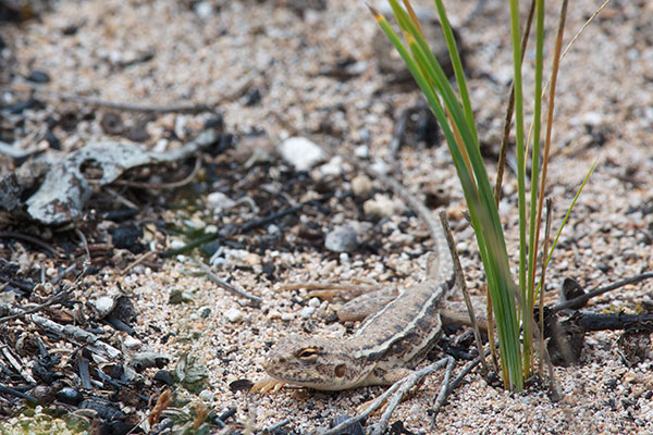 Eyre Peninsula Mallee Dragon (Ctenophorus ibiri)