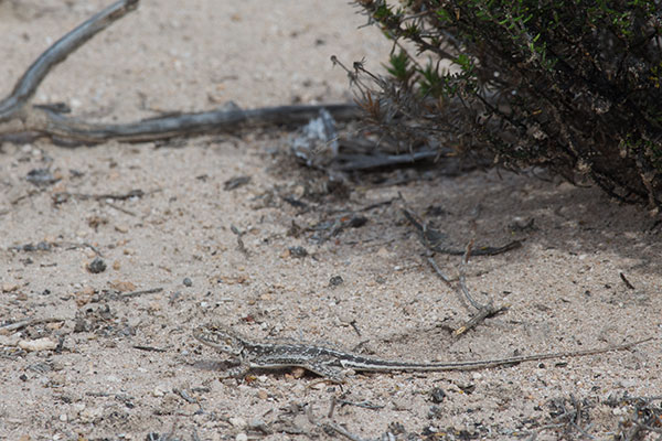 Eyre Peninsula Mallee Dragon (Ctenophorus ibiri)