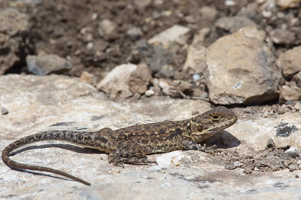 Peninsula Dragon (Ctenophorus fionni)