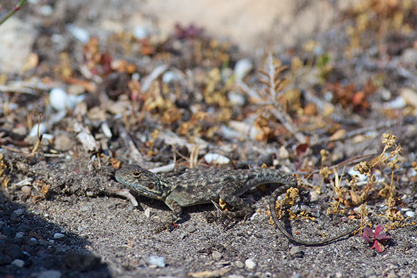 Peninsula Dragon (Ctenophorus fionni)