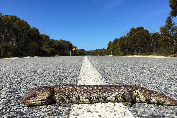 Eastern Shingleback (Tiliqua rugosa aspera)